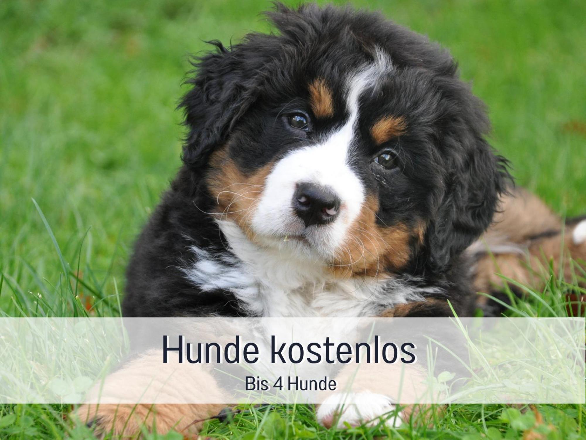 Am Feldrain - Urlaub Mit Hund Im Weserbergland Munden  ภายนอก รูปภาพ